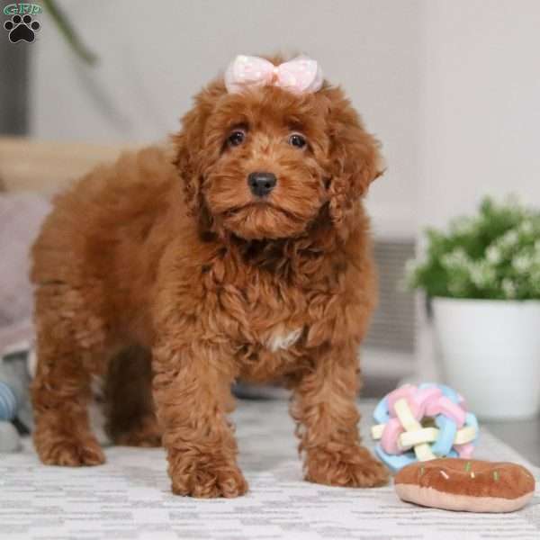 Abigail, Cockapoo Puppy